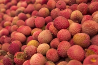 L’exportation de la filière litchi ne donne des bénéfices qu’à quelques acteurs restreints.