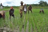 Madagascar s’engage à aller vers une agriculture durable
