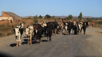 Une maladie bovine mortelle menace l’élevage dans la région Diana