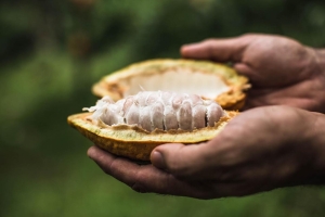 Madagascar est le seul pays à avoir obtenu le label cacao  « 100% fin » dans toute l’Afrique subsaharienne. 
