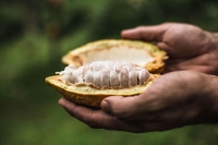 Madagascar est le seul pays à avoir obtenu le label cacao  « 100% fin » dans toute l’Afrique subsaharienne. 