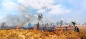 Ankarafantsika était en feu durant cinq jours.