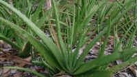 Le Vahona fait partie des plantes les plus prisées utilisées dans la médecine traditionnelle