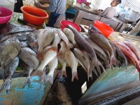 Les poissons à Mandritsara sont périmés faute des consommateurs 