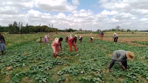 Les agriculteurs adoptent des techniques agricoles nouvelles pour lutter efficacement contre le changement climatique.