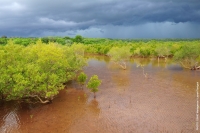 De nombreuses espèces de poissons, de crabes ou de crevettes se développent dans les mangroves. 