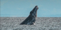 Aucune réservation n’est enregistrée pour la saison des baleines 2022. 