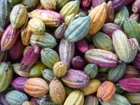 Madagascar est réputé par la qualité de ses cacaos