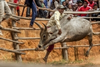 Le zébu tient une grande place dans la culture malgache.