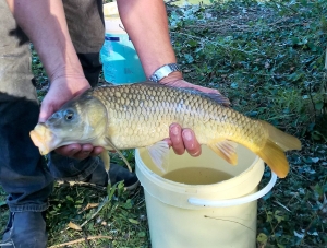 La carpe, poisson d’eau douce parmi les plus consommés à Madagascar.