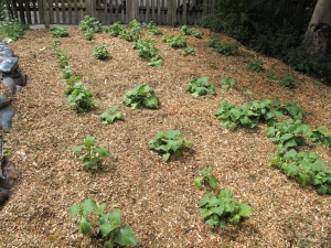 La permaculture et l’agro-écologie font partie de l’agriculture durable. 