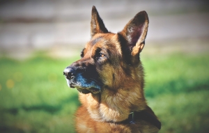 Chien de Berger race.