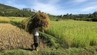 L’amélioration du secteur agricole malgache , une marche vers l’autosuffisance alimentaire.