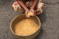 1 200 T de maïs prévue pour la région Androy. 