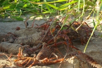 Les 3 variétés de Langoustes Rouges de la région de Tolagnaro sont gravement menacées par la Surpêche des Juvéniles depuis 2013