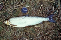 La sardinelle fait partie des poissons qui consomment les algues toxiques en période d’été. 