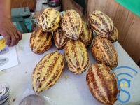 Le cacao d'Ambanja.