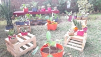 Légende : Des plantes présentées lors du festival du Jardin du 26 au 28 Mai 2022 à l’Alliance Française d’Antananarivo. 