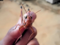 Echantillon de criquet de Madagascar durant une invasion.