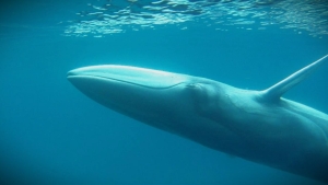 Les baleines d&#039;Omura sont aussi présentes dans les eaux malgaches