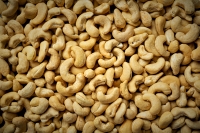 La noix de cajou devient un produit phare dans le district d’Ambilobe.