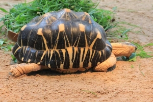 Sokake (astrochelys radiata), la tortue radiée de Madagascar pourrait disparaitre d&#039;ici 2050