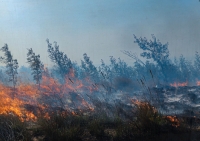 Les feux de forêts à Madagascar ne cessent de croître chaque année