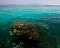 Les récifs coralliens sont parmi les biodiversités représentatives des îles Barren 