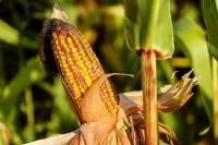 Gérer les risques agricoles des producteurs vulnérables