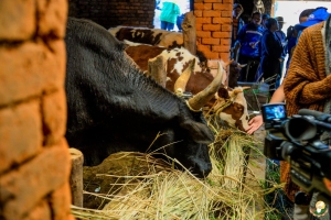 Madagascar va importer des b&ecirc;tes de bonne lign&eacute;e pour renforcer les races locales 