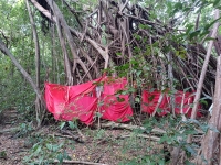 Arbre Sacré à Mahatsinjo, un symbole de spiritualité profondément enraciné dans la culture malgache