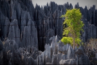 Le Tsingy de Bemaraha est l’une des attractions touristiques les plus prisées dans le Sud-Ouest malgache.