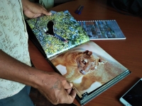 Sur ces photos, l’ankoay et le fosa, parmi les espèces victimes de la destruction environnementale accélérée à Madagascar.