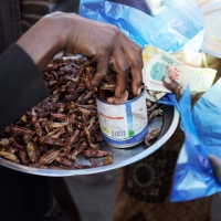 L’invasion de criquets est un phénomène annuel 