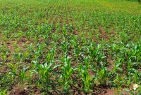 La région Itasy va mettre à disposition 500 Ha de terrain pour la culture de maïs et de sorgho