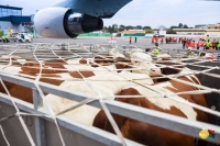Une maladie bovine inconnue fait actuellement ravage à Antsirabe.