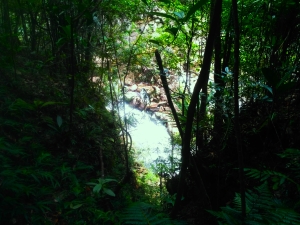 La réserve de Vohimana regorge d’une grande variété d’espèces de lémuriens, de grenouilles, d’oiseaux et de plantes endémiques.