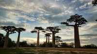 L’allée des Baobabs à Morondava
