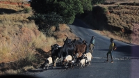 BOVIMA projette d’abattre environ 55 bœufs de la Région Anosy et Androy par jour pour l’exportation des viandes