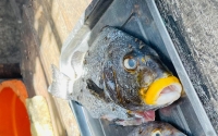 Le cas d’intoxication due à la consommation de poisson se passe presque tous les ans à Toliara  
