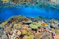 Certes la beauté est séduisante mais arracher les récifs coraliens détruit l'écosystème marin.