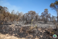 Partie de forêt de la réserve naturelle d’Ambohitantely ravagée par le feu 