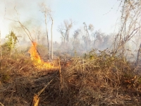 : L’Aire protégée de Menabe Antimena  est souvent victime de feu de forêt. 