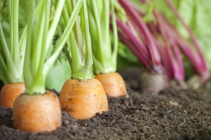 Les carottes font partie des légumes qui n’ont pas besoin beaucoup d’eau.