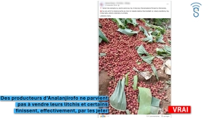 Les producteurs d&rsquo;Analanjirofo contraints de jeter leurs litchis ?