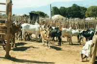 Un marché de zébu près d’Ambalavao.