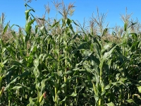 Le défi est de doublé ou même triplé l’utilisation de l’engrais compost lors des prochaines saisons pour une bonne récolte de Maïs