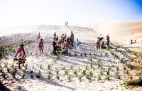 Culture de sisals pour fixer les dunes