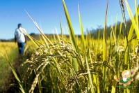 Les semences Fyvary 85 et Fyvary 32 fait accroitre les récoltes dans le fokontany Antsahatanteraka, Ankadinondry Sakay, Tsiroanomandidy, Bongolava