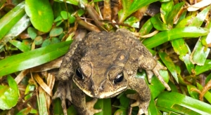 Les crapauds toxiques d’Asie ravagent actuellement la biodiversité de la partie Est de Madagascar. 